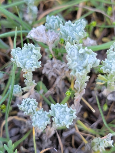 Diaperia prolifera (flathead rabbit tobacco) (alternate view 5)