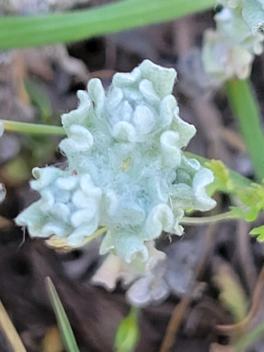 Diaperia prolifera (flathead rabbit tobacco) (alternate view 6)