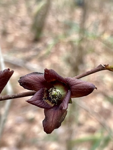 Asimina × piedmontana (alternate view 4)