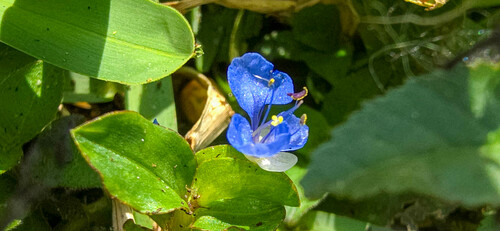 Commelina diffusa (climbing dayflower) (alternate view 3)