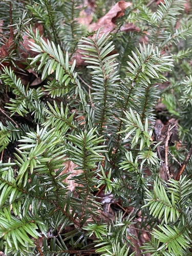 Taxus canadensis (Canada yew) (alternate view 4)