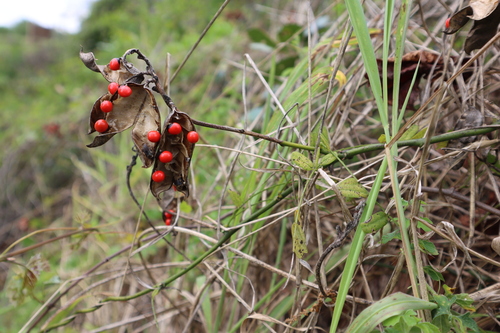 Abrus precatorius (rosary pea)
