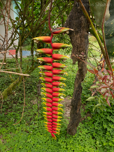 Heliconia rostrata (Hanging Lobster Claw)