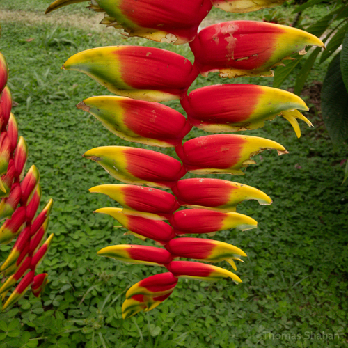 Heliconia rostrata (Hanging Lobster Claw)
