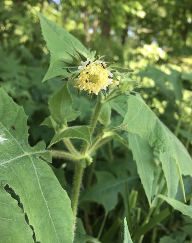 Polymnia canadensis (leafcup) (alternate view 3)