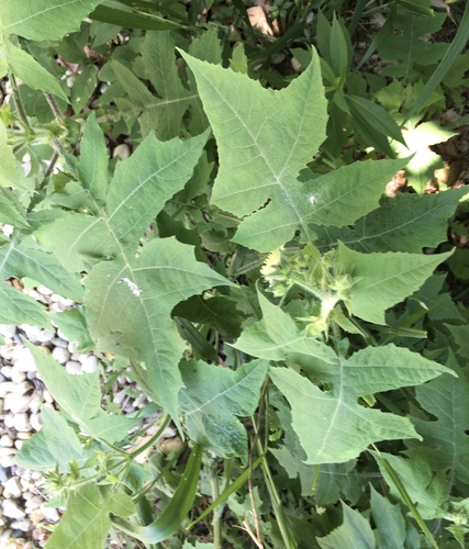 Polymnia canadensis (leafcup) (alternate view 4)