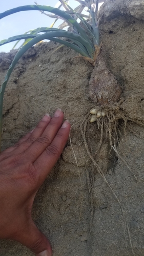 Hesperocallis undulata (desert lily) (alternate view 7)