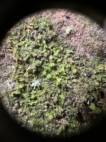 Fissidens (pocket mosses) (alternate view 3)