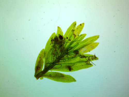 Fissidens (pocket mosses) (alternate view 4)