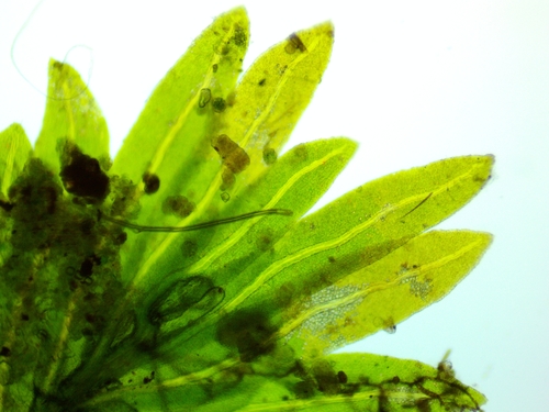 Fissidens (pocket mosses) (alternate view 5)