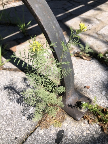 Descurainia sophia (flixweed) (alternate view 5)