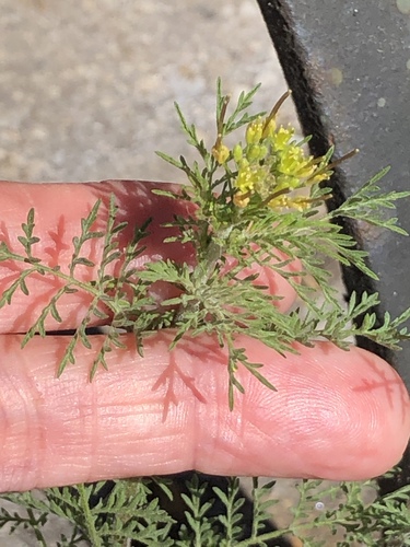 Descurainia sophia (flixweed) (alternate view 6)