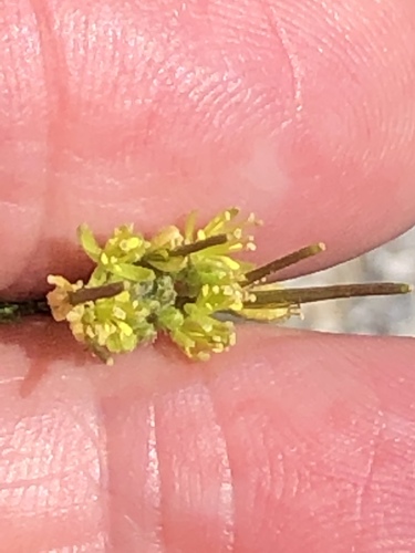 Descurainia sophia (flixweed) (alternate view 7)