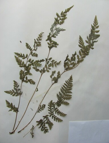 Cystopteris protrusa (lowland brittle fern) (alternate view 3)