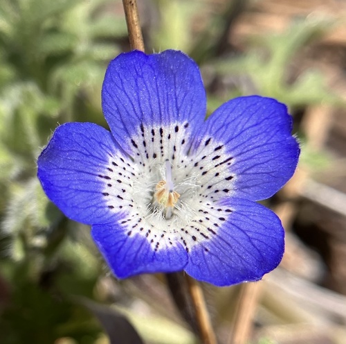 Nemophila menziesii (Menzies' baby blue eyes) (alternate view 4)