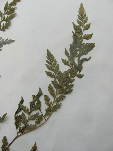 Cystopteris protrusa (lowland brittle fern) (alternate view 4)