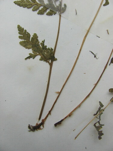 Cystopteris protrusa (lowland brittle fern) (alternate view 5)