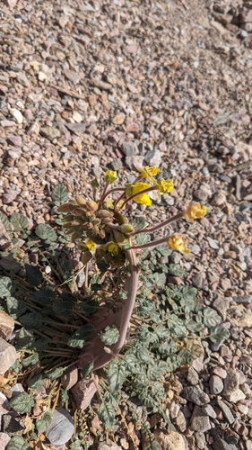 Chylismia brevipes (Golden Suncup) (alternate view 2)