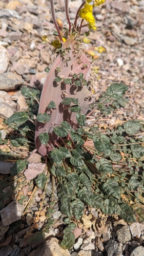 Chylismia brevipes (Golden Suncup) (alternate view 3)