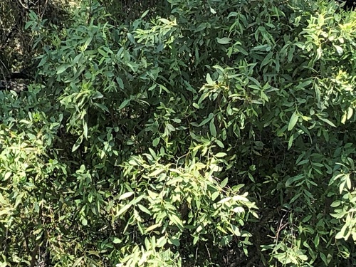 Santalum lanceolatum (Blue Bush)