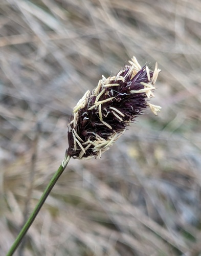 Sesleria heufleriana (alternate view 6)