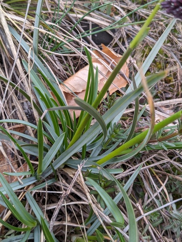Sesleria heufleriana (alternate view 7)