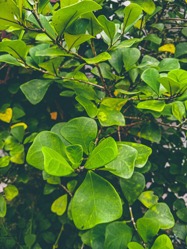 Ficus triangularis (Variegated Ficus Triangularis) (alternate view 2)