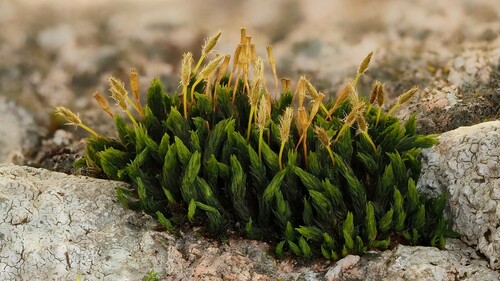 Ulota (alternate view 6)