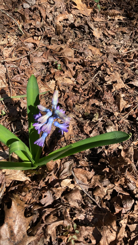 Hyacinthus orientalis (hyacinth)