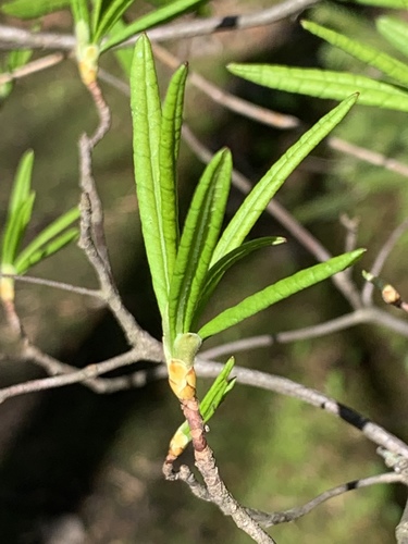 Rhododendron viscosum (swamp azalea) (alternate view 8)