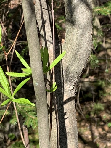 Rhododendron viscosum (swamp azalea) (alternate view 9)