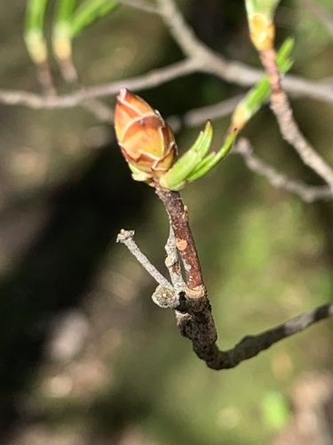 Rhododendron viscosum (swamp azalea) (alternate view 7)