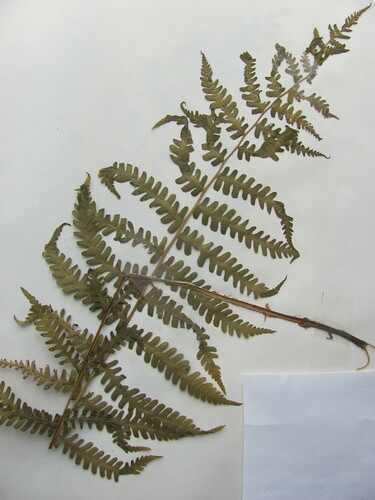 Deparia acrostichoides (silvery glade fern)
