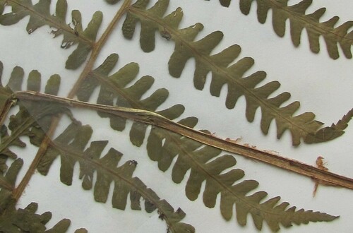 Deparia acrostichoides (silvery glade fern) (alternate view 2)