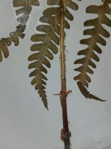 Deparia acrostichoides (silvery glade fern) (alternate view 3)