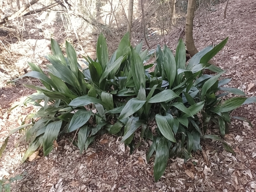 Aspidistra elatior (Cast Iron Plant)