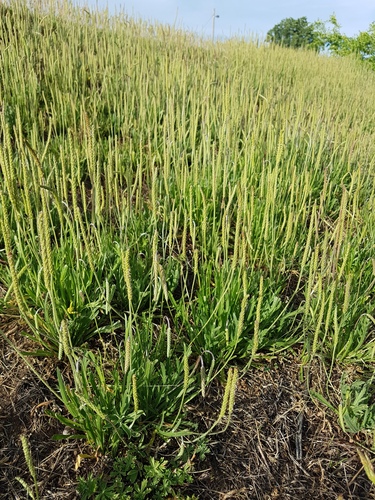 Plantago coronopus (Buck's-horn Plantain)