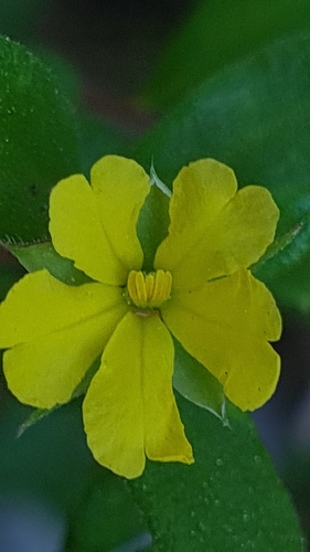 Hibbertia aspera (Rough Guinea Flower)
