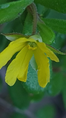 Hibbertia aspera (Rough Guinea Flower) (alternate view 3)