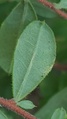 Hibbertia aspera (Rough Guinea Flower) (alternate view 4)
