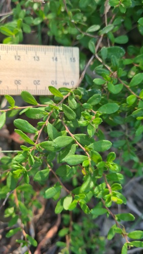 Hibbertia aspera (Rough Guinea Flower) (alternate view 5)
