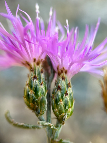 Centaurea stoebe (spotted knapweed) (alternate view 5)