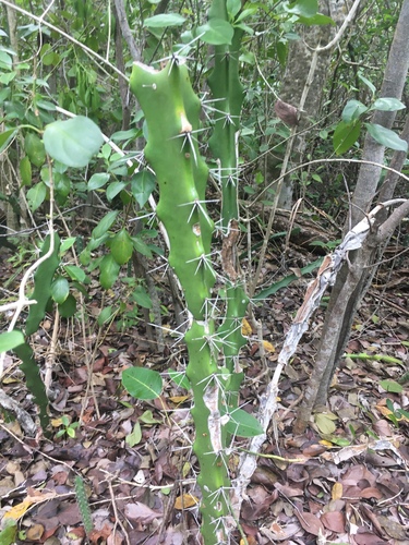 Acanthocereus tetragonus (Fairy Castle Cactus)