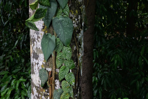 Scindapsus pictus (Satin Pothos)
