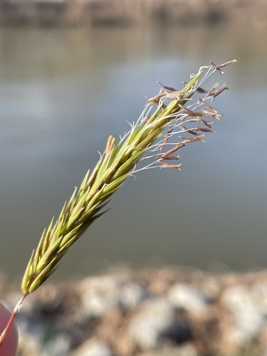 Anthoxanthum odoratum (sweet vernal grass)