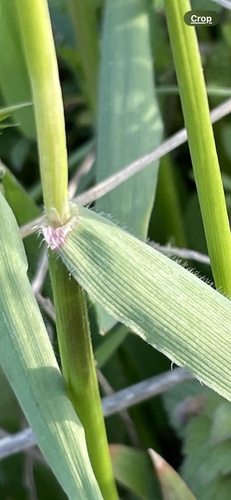 Anthoxanthum odoratum (sweet vernal grass)