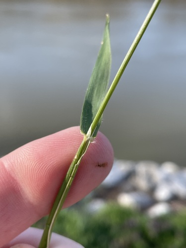 Anthoxanthum odoratum (sweet vernal grass)