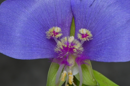 Tinantia anomala (False dayflower) (alternate view 6)