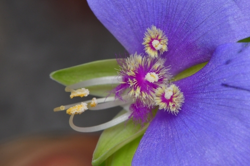 Tinantia anomala (False dayflower) (alternate view 7)