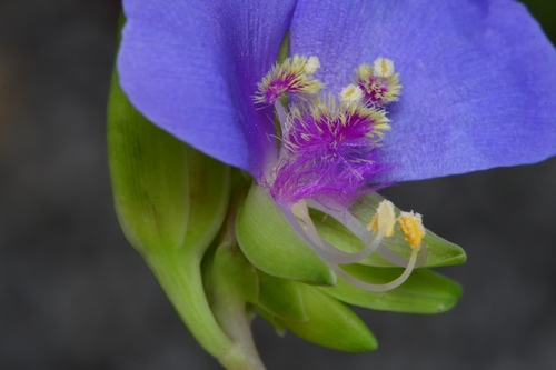 Tinantia anomala (False dayflower) (alternate view 8)